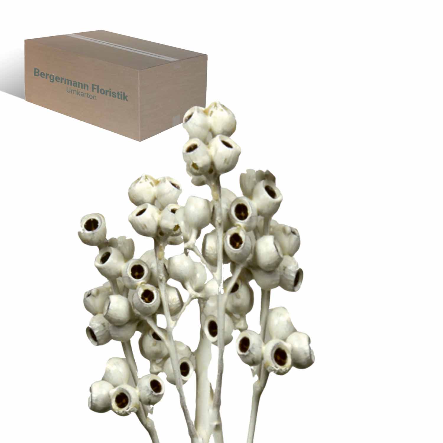 Eukalyptus - gewachst - Creme Weiß 