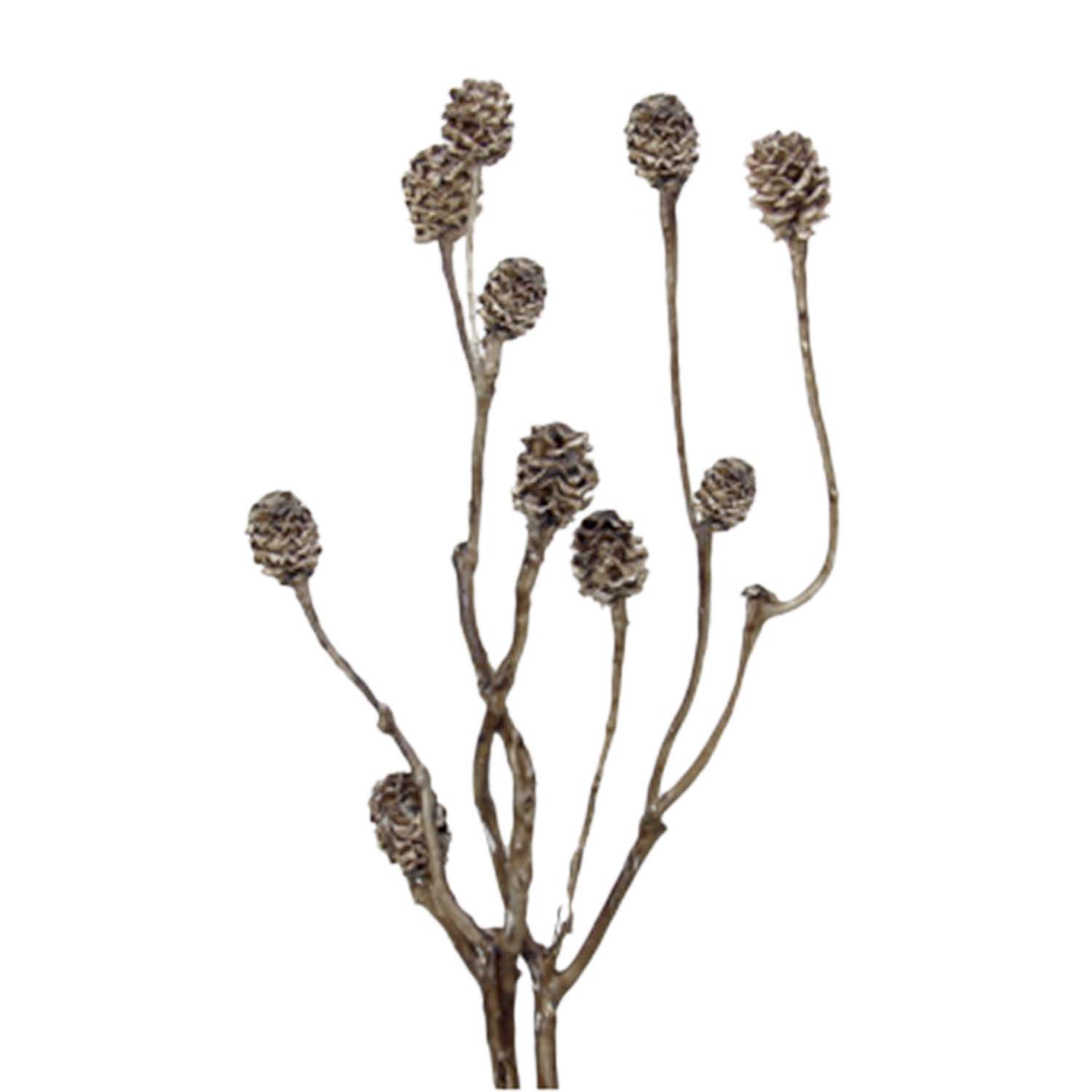 Strictum Zweig - gewachst - Mocca Grey  