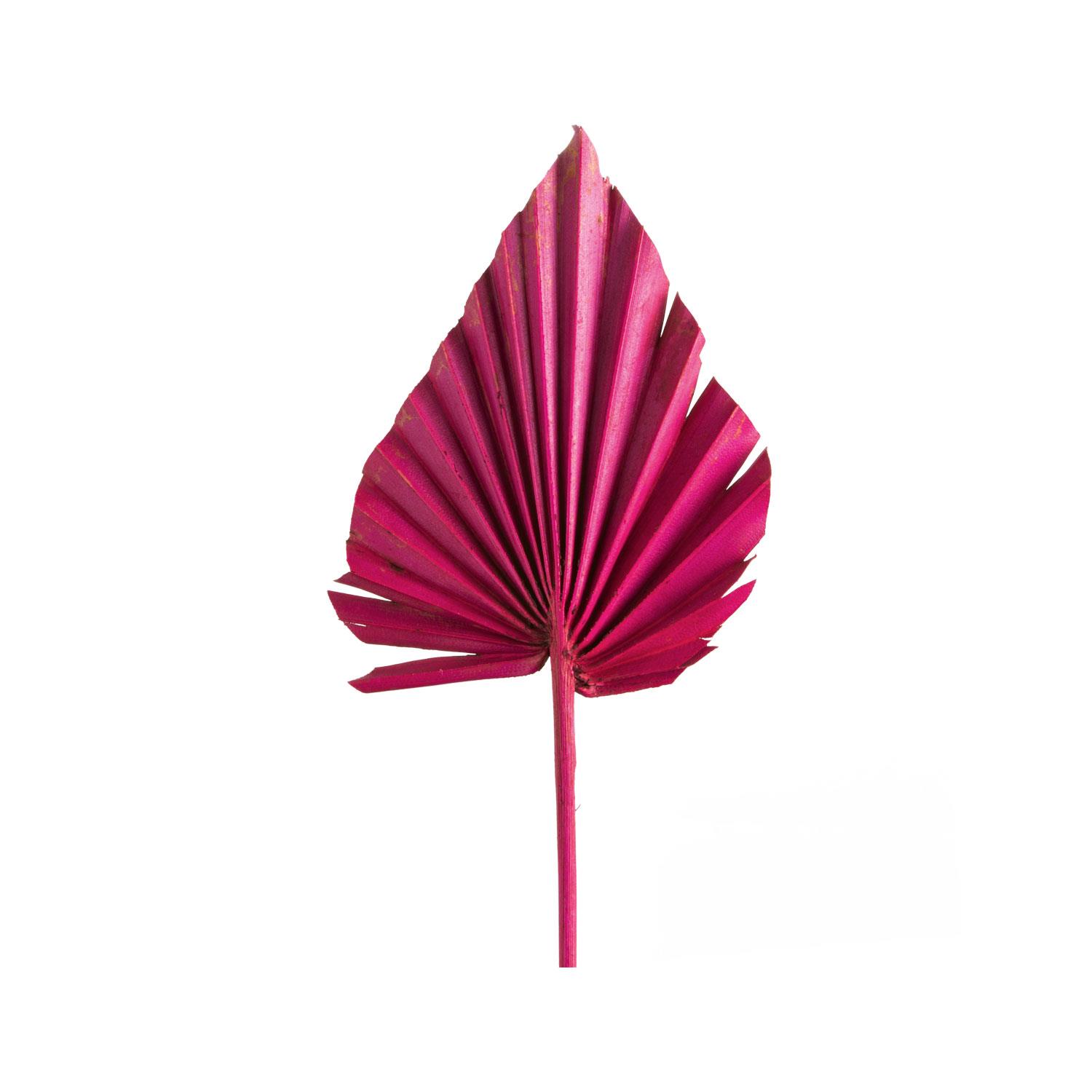 Palm Spear - Medium - Pink  (50 Stück)