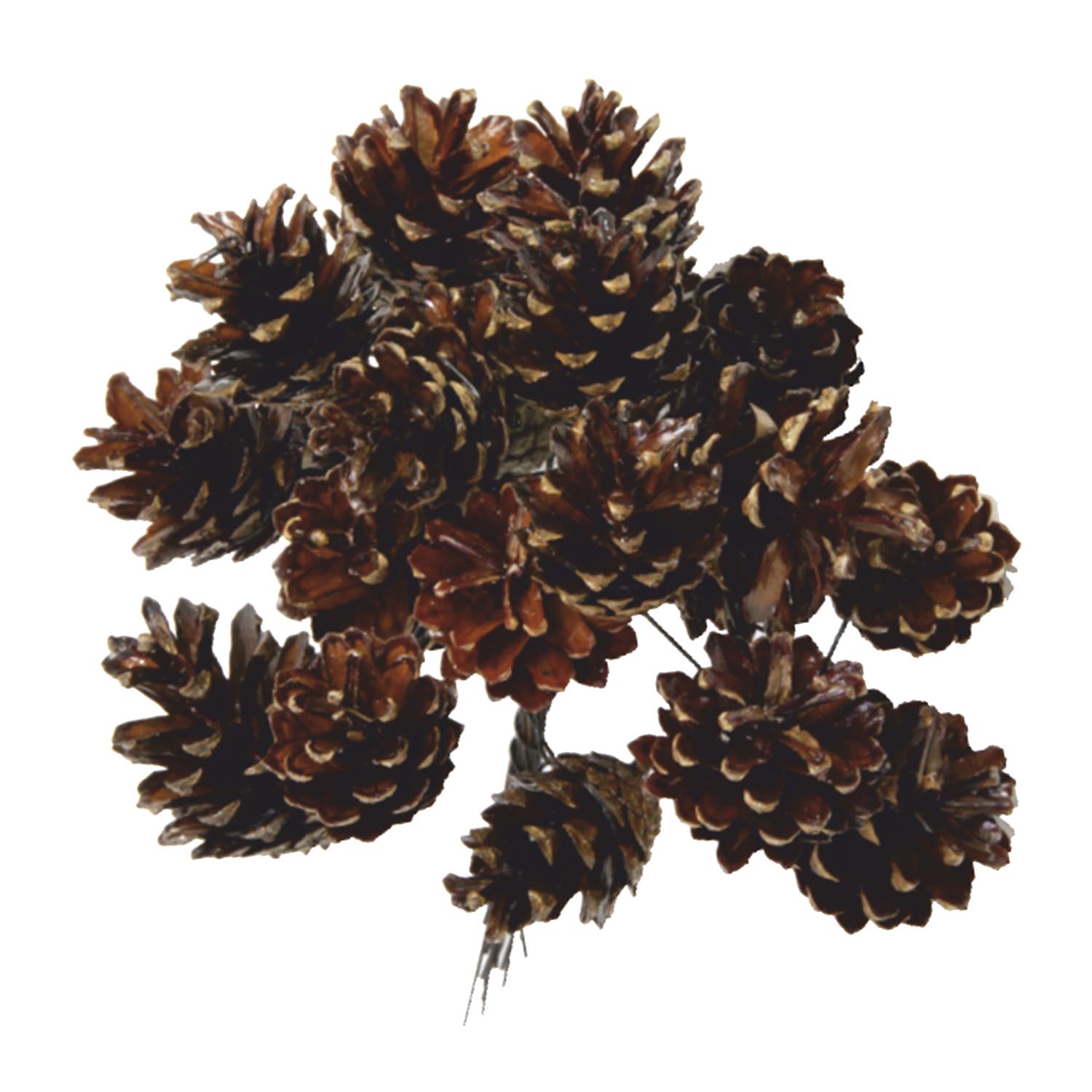 Sylvestris Zapfen am Draht - Gewachst    