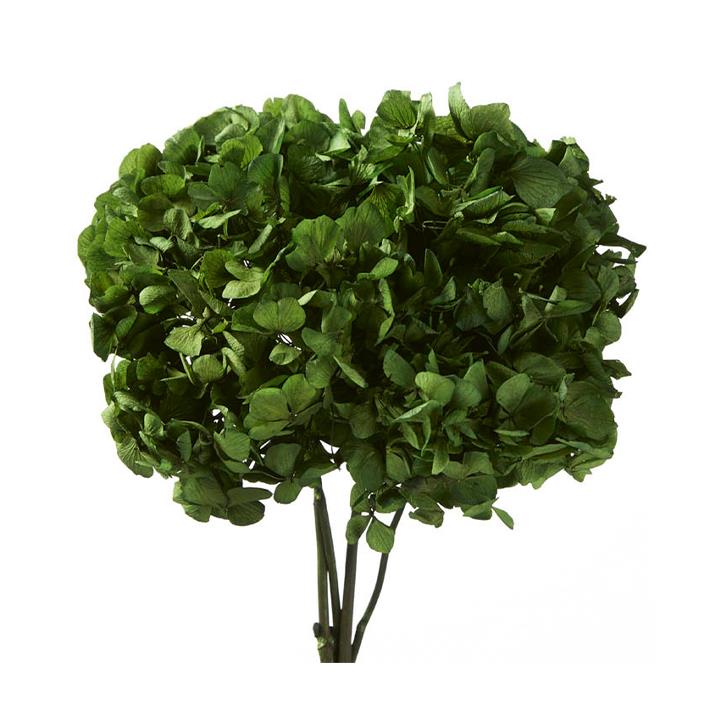 Hortensien Premium - Olive Green