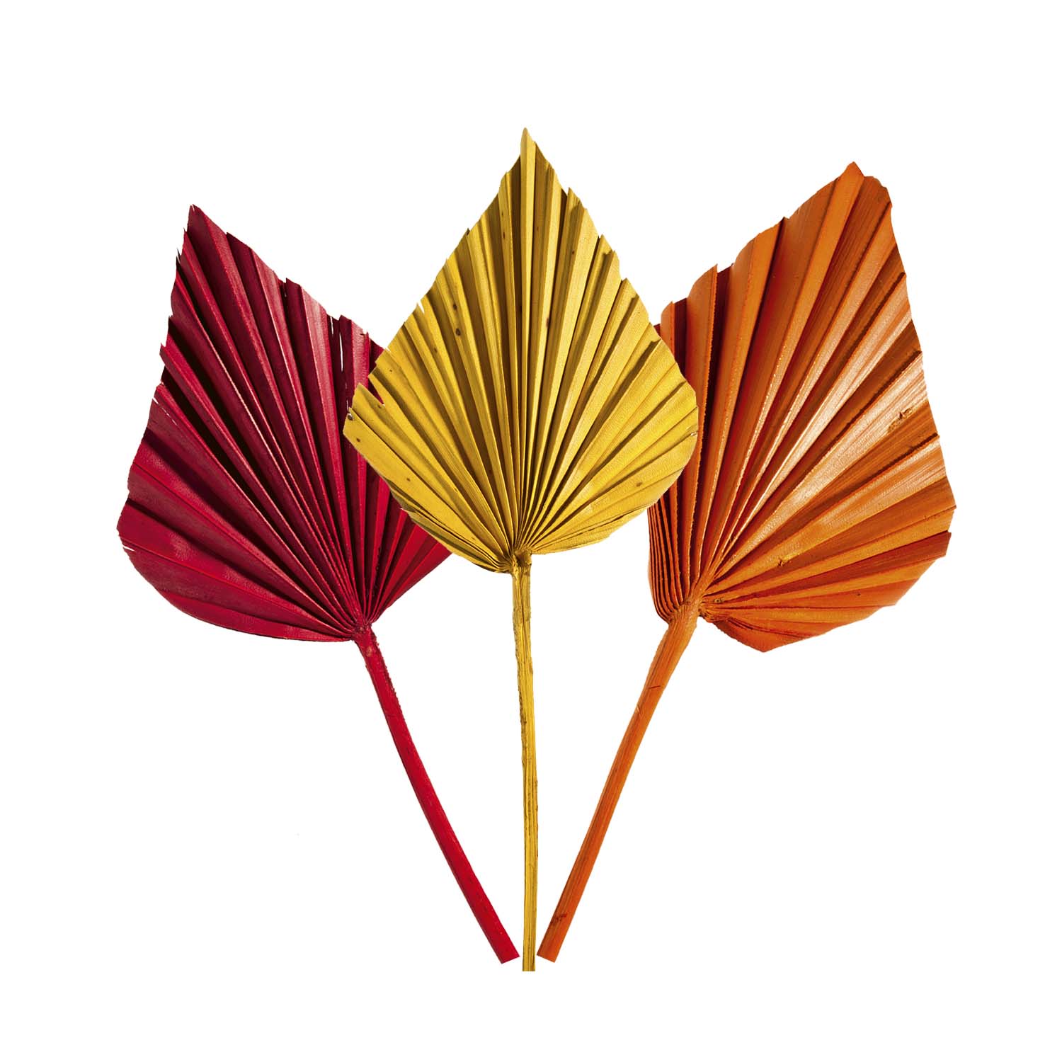Palm Spear - Medium - 3fach Farbmix  