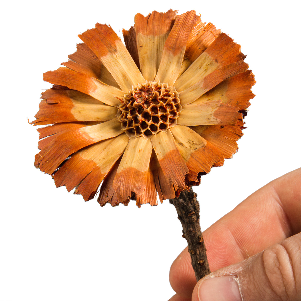 Protea geschnitten Small - Sulphured