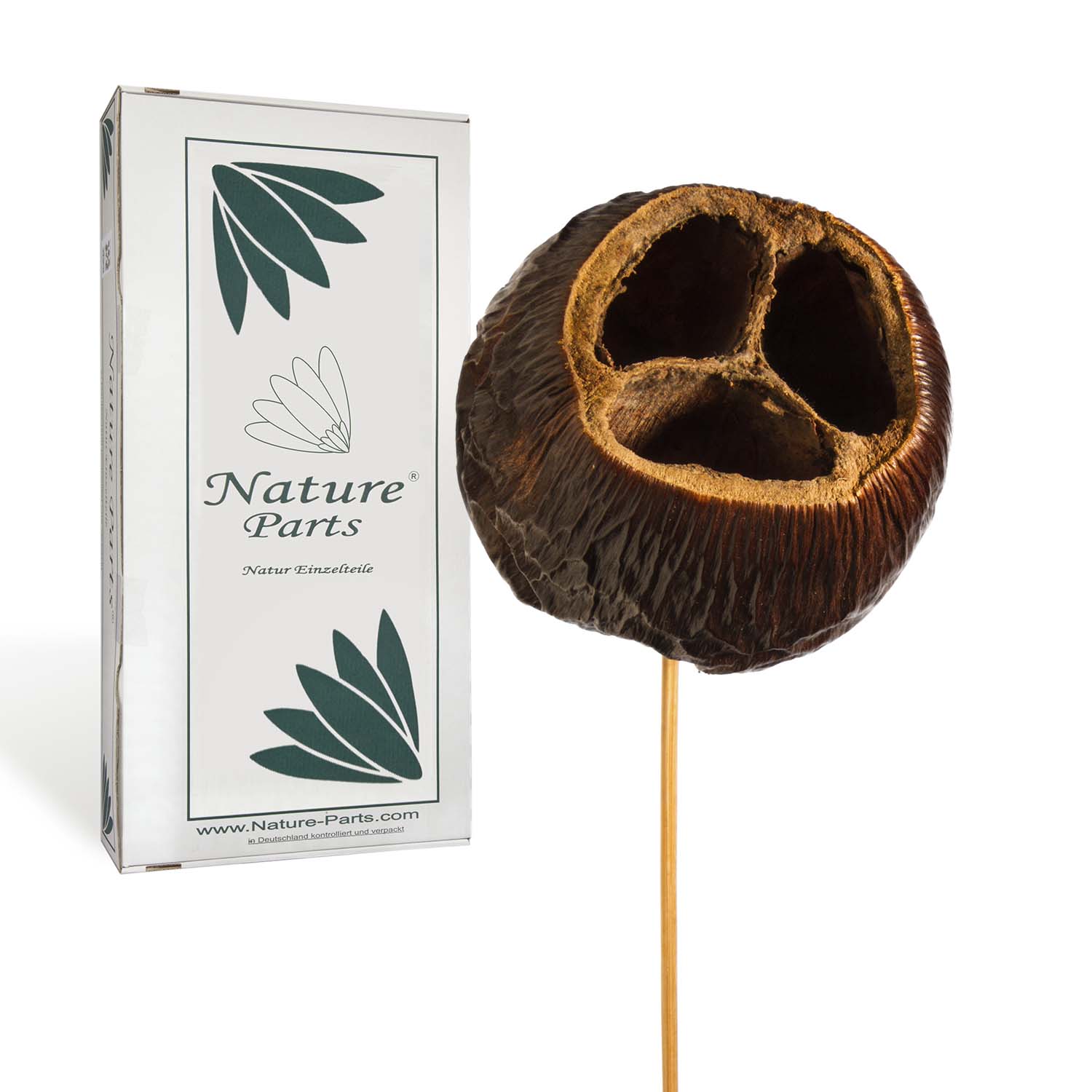 Talami am Stiel - Natur (30 Stück)