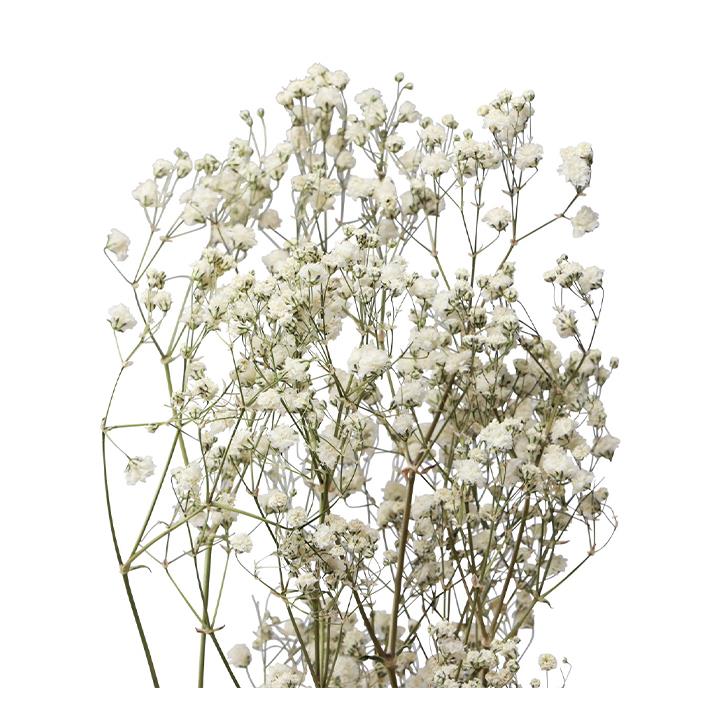 Schleierkraut - Gypsophila