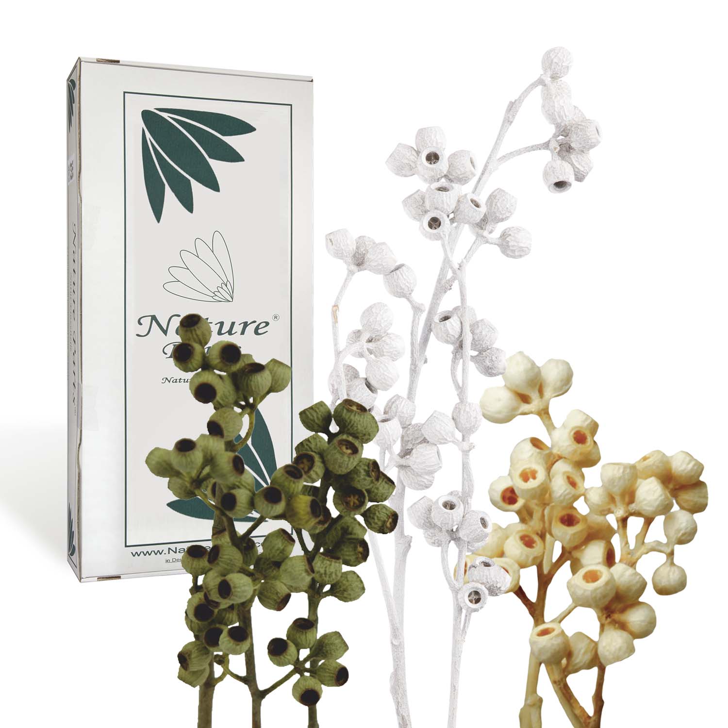 Eukalyptus Mix Natur - Gebleicht - Stonewashed (75 Stück)
