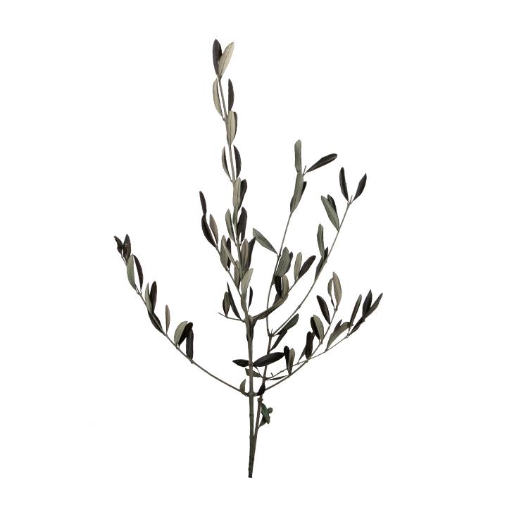 Olive Branches