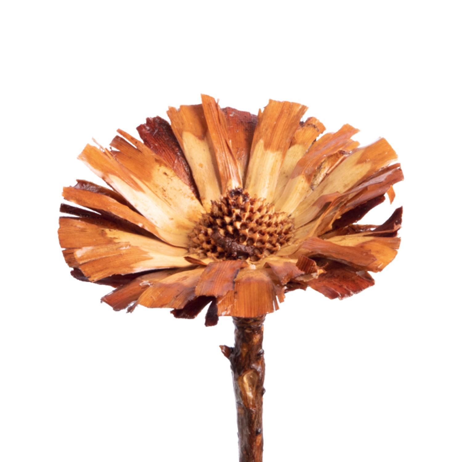 Protea - gewachst - Natur