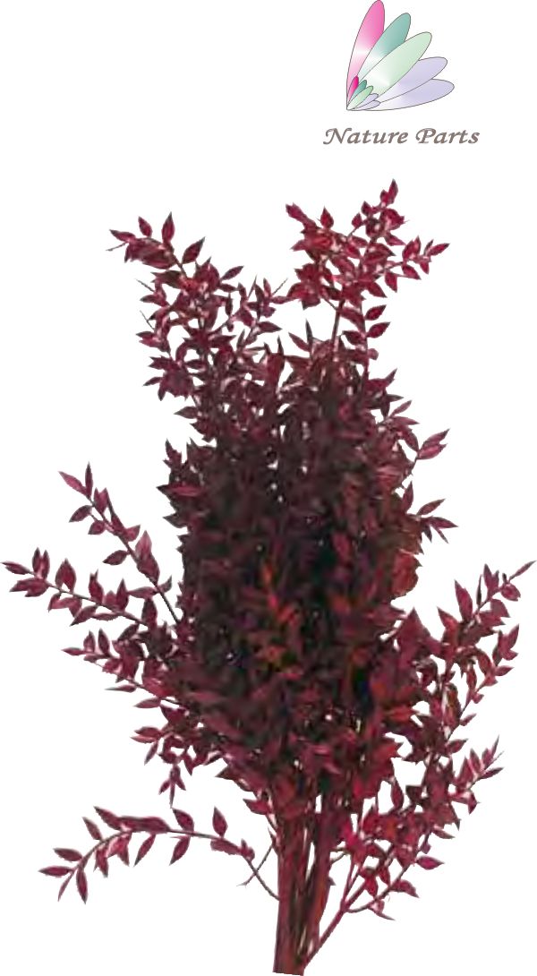 Ruskus Zweig - Rot (250g)