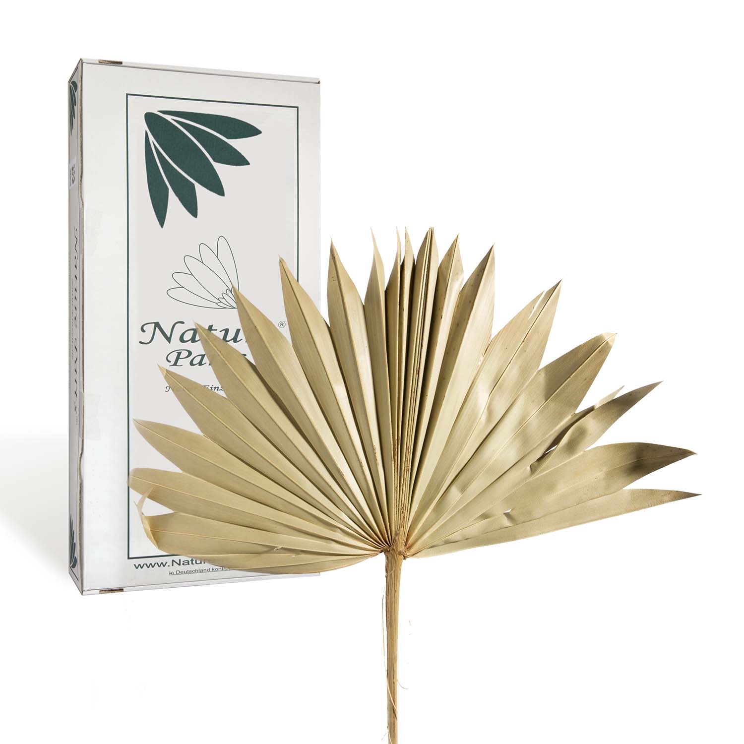 Sun Palm Cut - Natur (30 Stück)