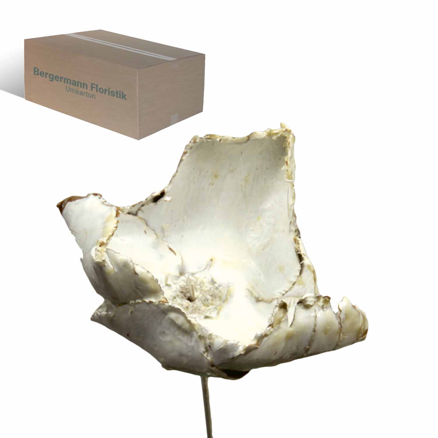 Palm Cup - gewachst - Creme Weiß