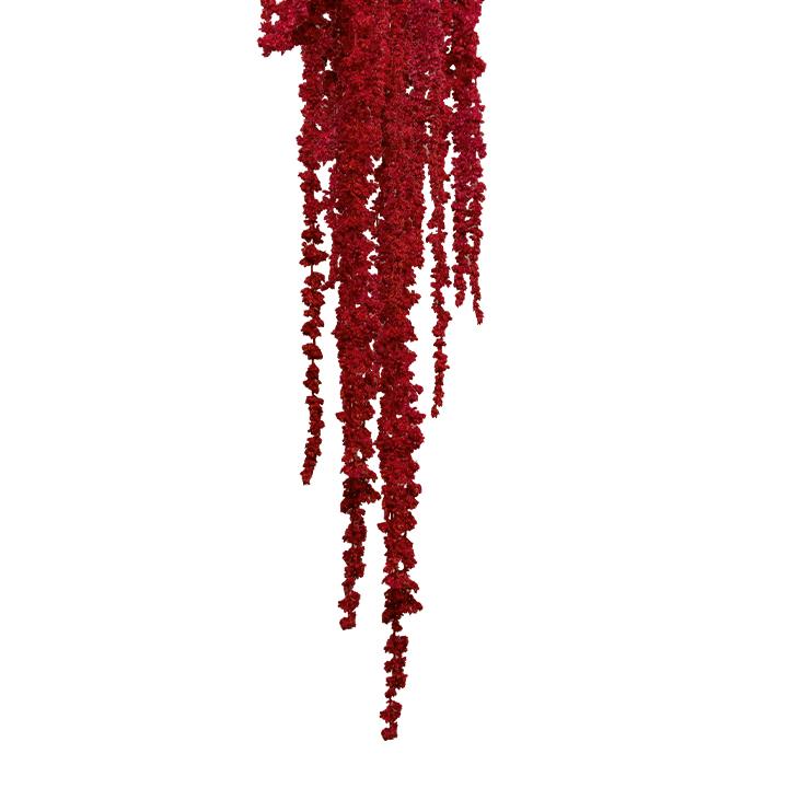 Amaranthus Fuchsschwanz - Dunkelrot