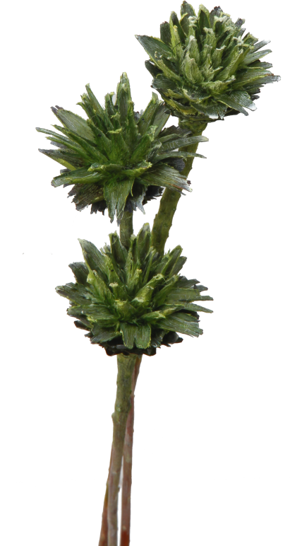 Leukospernum 1 Kopf in Frosted Green