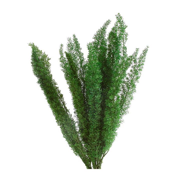 Foxtail - green