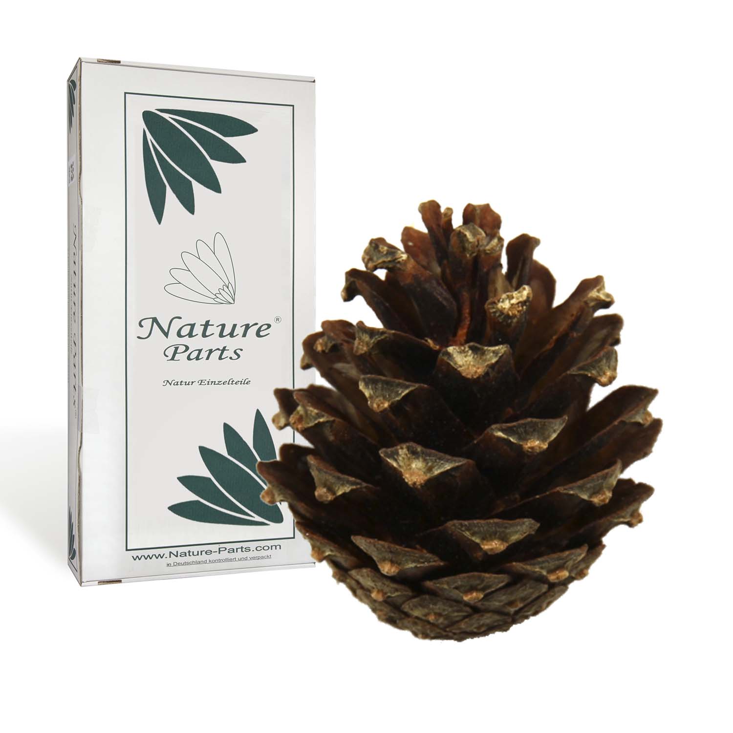 Sylvestris Zapfen - Natur (2 kg)