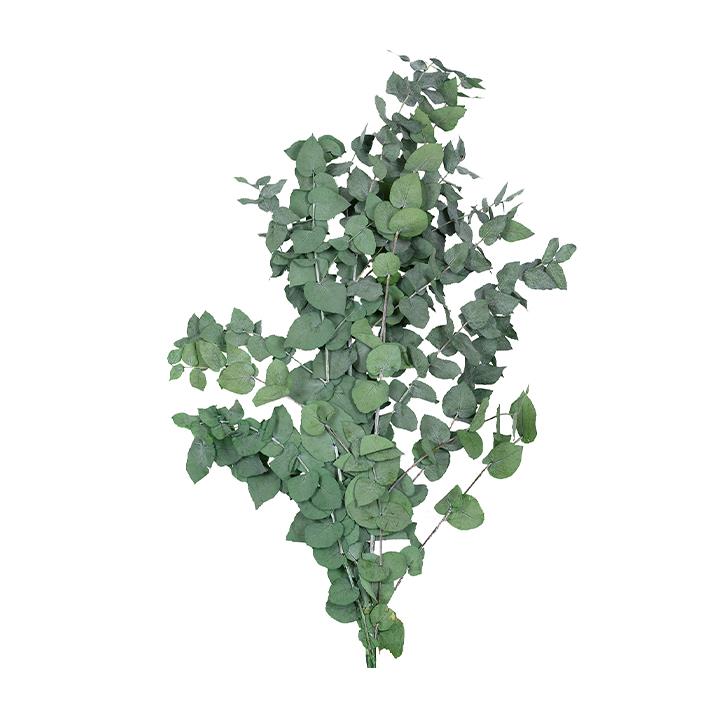 Eukalyptus Stuartiana
