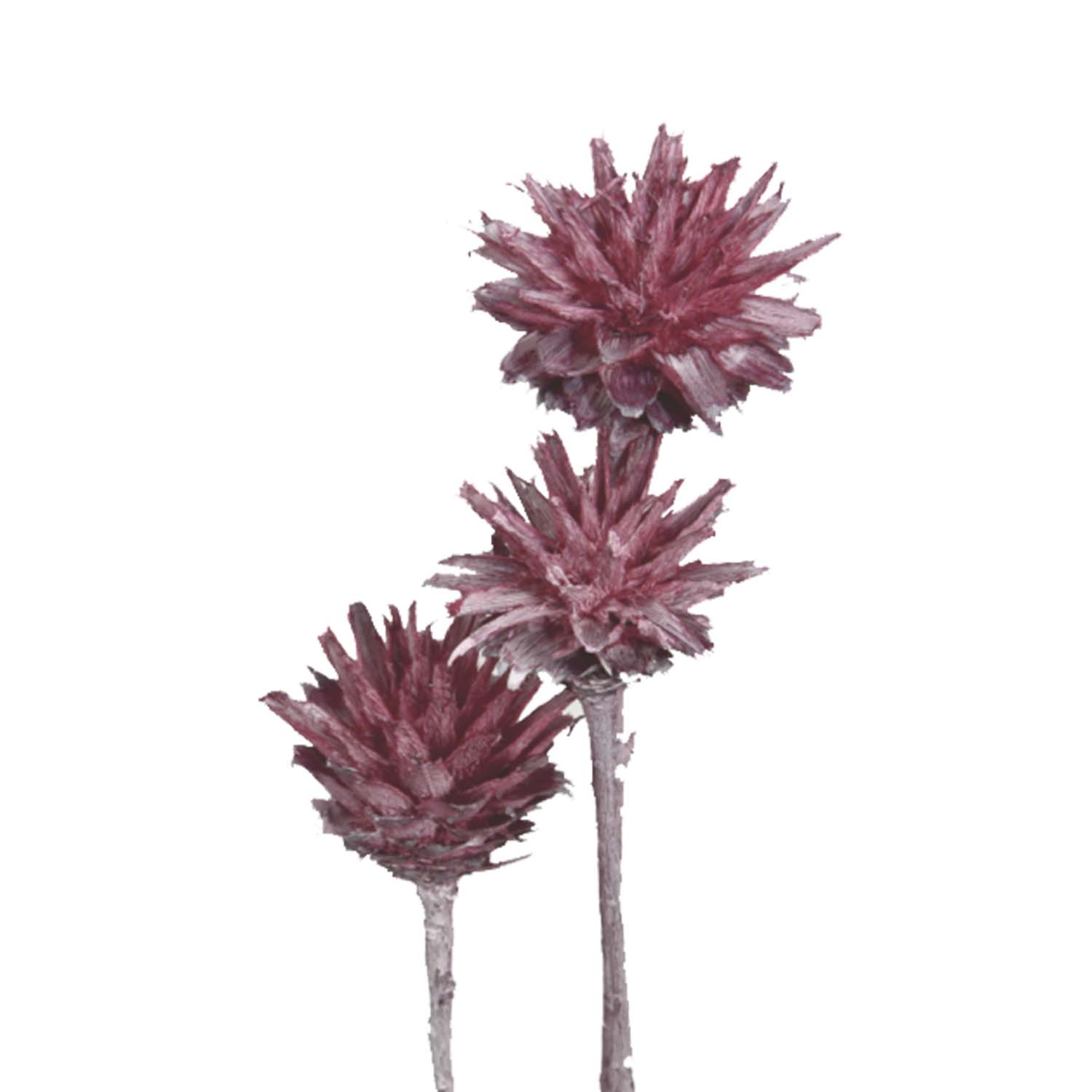 Leukospernum mit Stiel in Frosted Pink Erika   