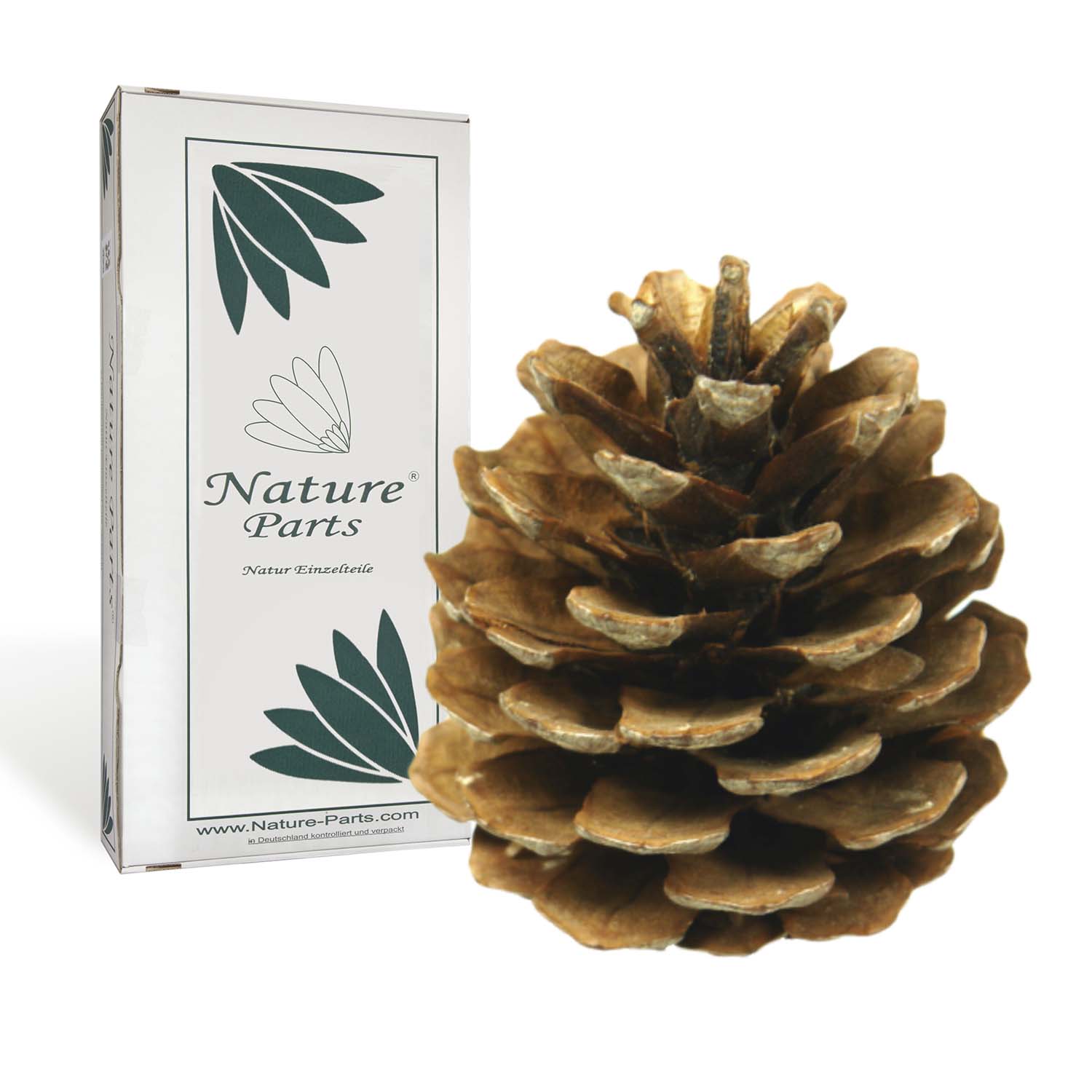 Halepensis Zapfen Natur (1 kg)