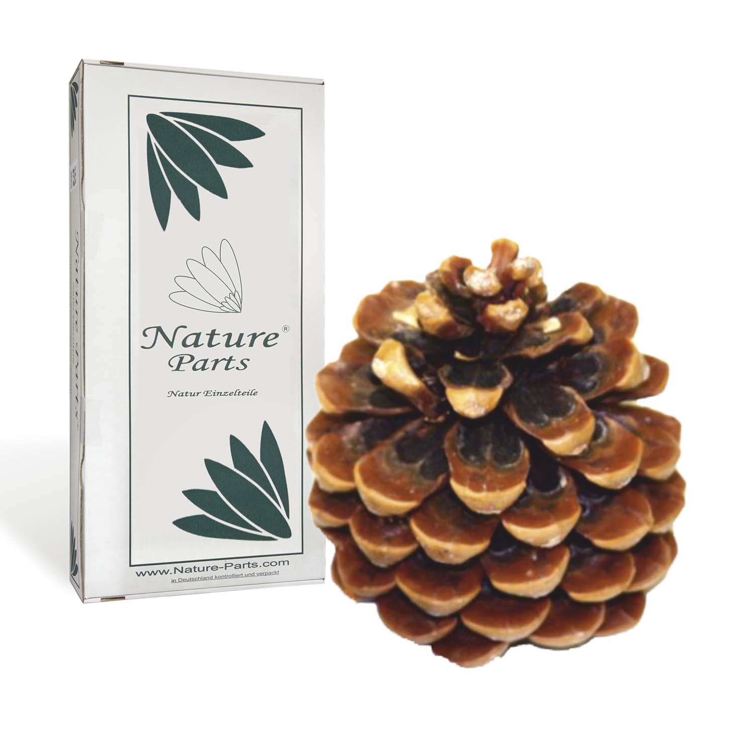 Pinea Zapfen - Mittel - Natur (15 Stück)
