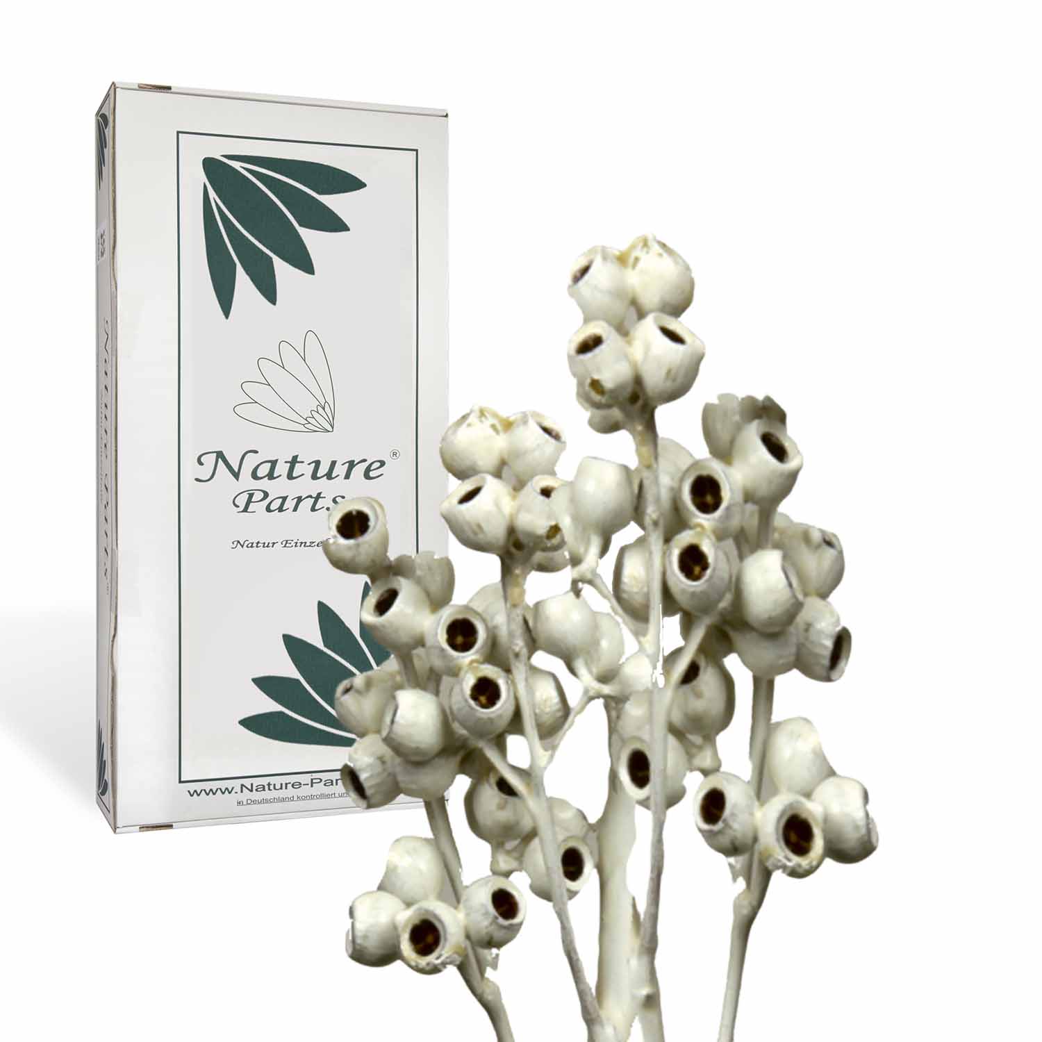 Eukalyptus Zweig - gewachst - Creme Weiß (50 Stück)