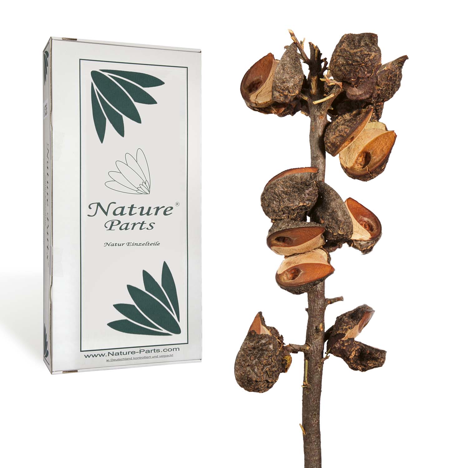 Hakea Zweig Large - Natur (20 Stück)