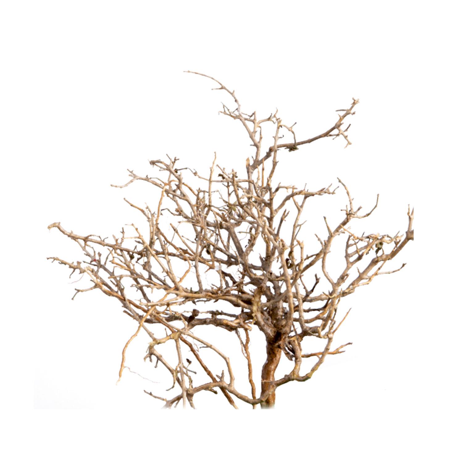 White Bush - gewachst - Natur