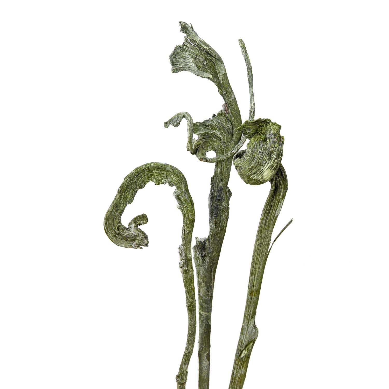 Natraj Zweig Groß in Frosted Green
