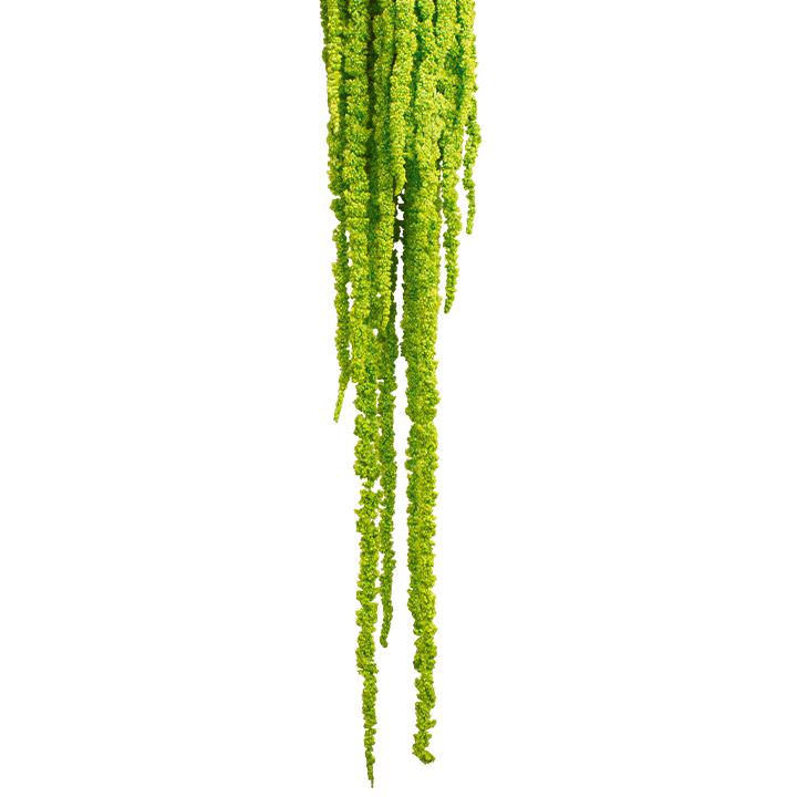Amaranthus Fuchsschwanz - Apfelgrün
