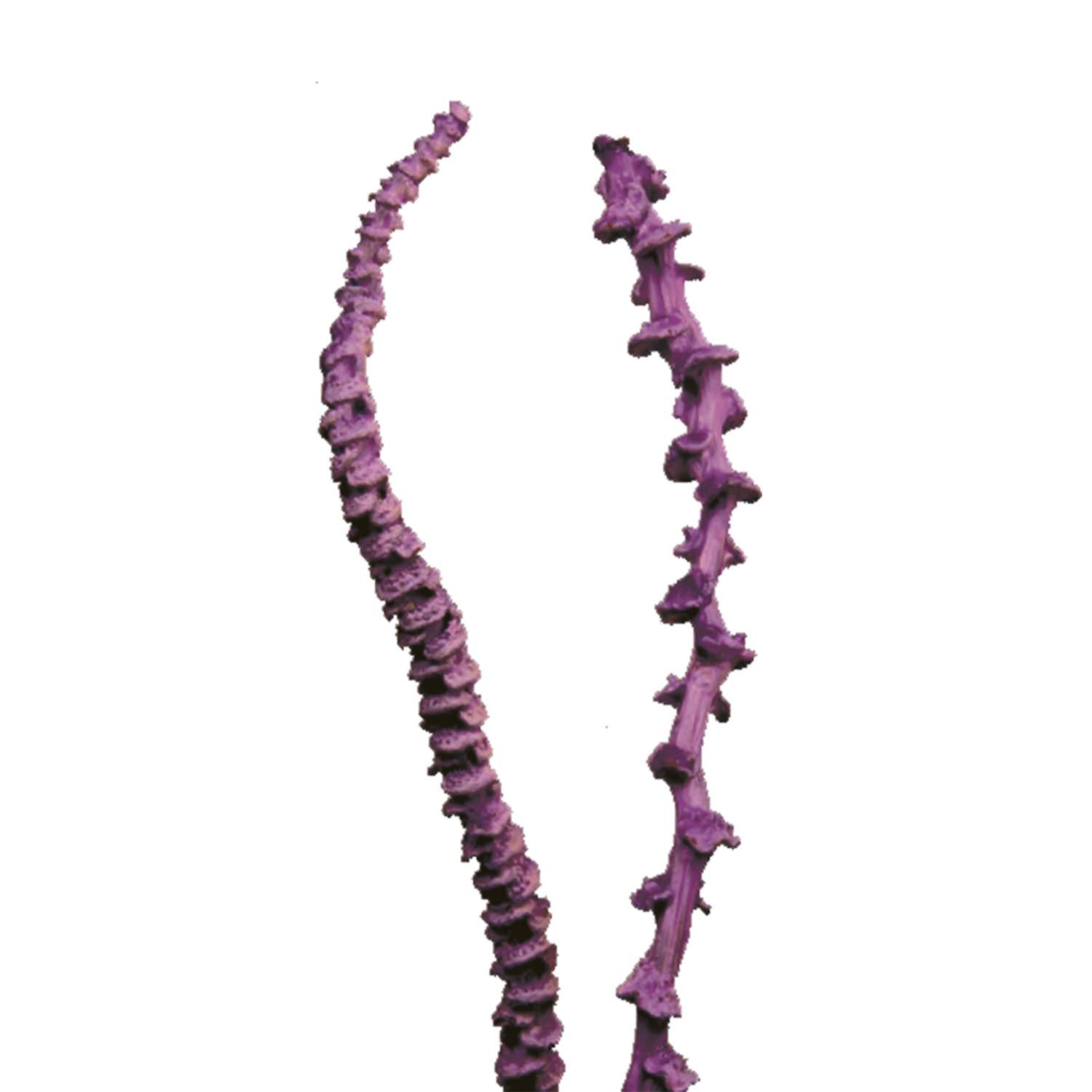 Banana Stem - gewachst - Brombeer