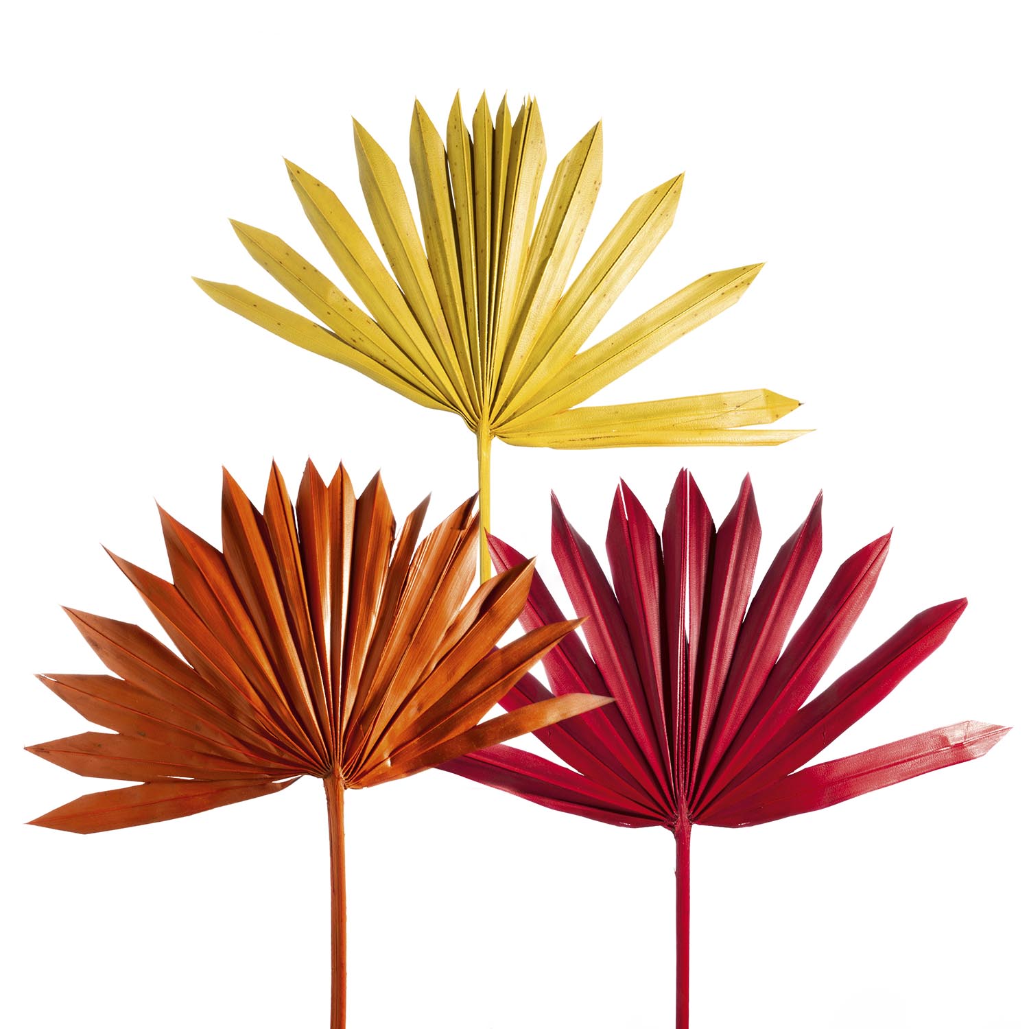 Sun Palm Cut - 3fach Farbmix  