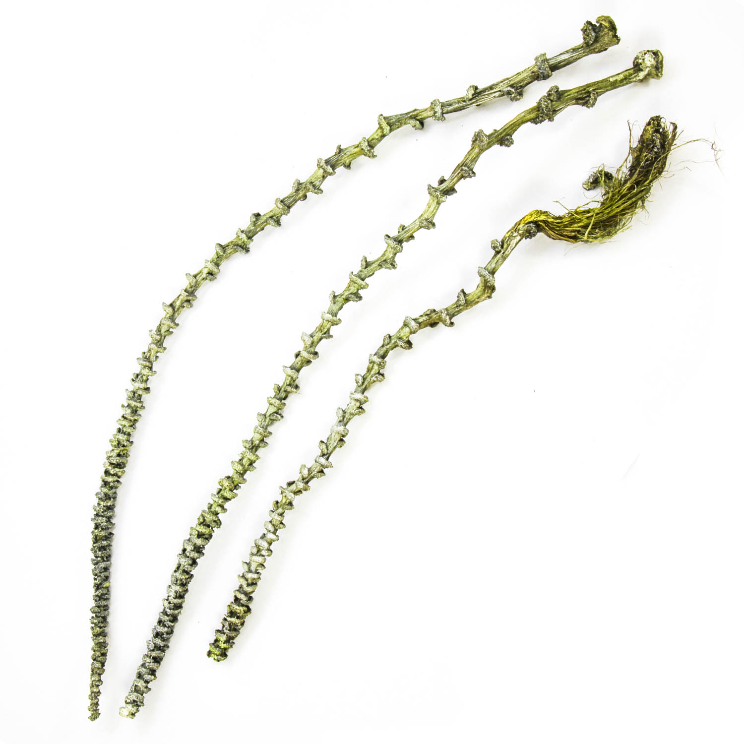 Banana Stem Frosted Green