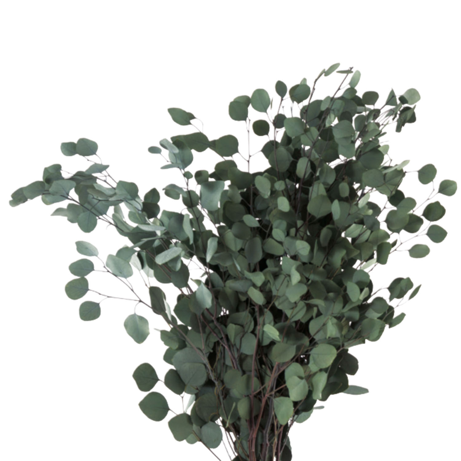 Eukalyptus Populus - Green