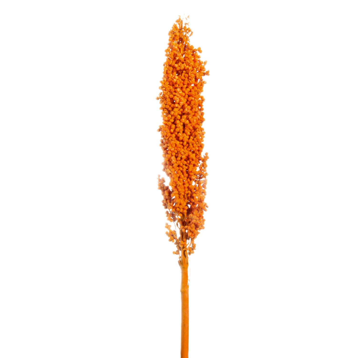 Indienkorn orange