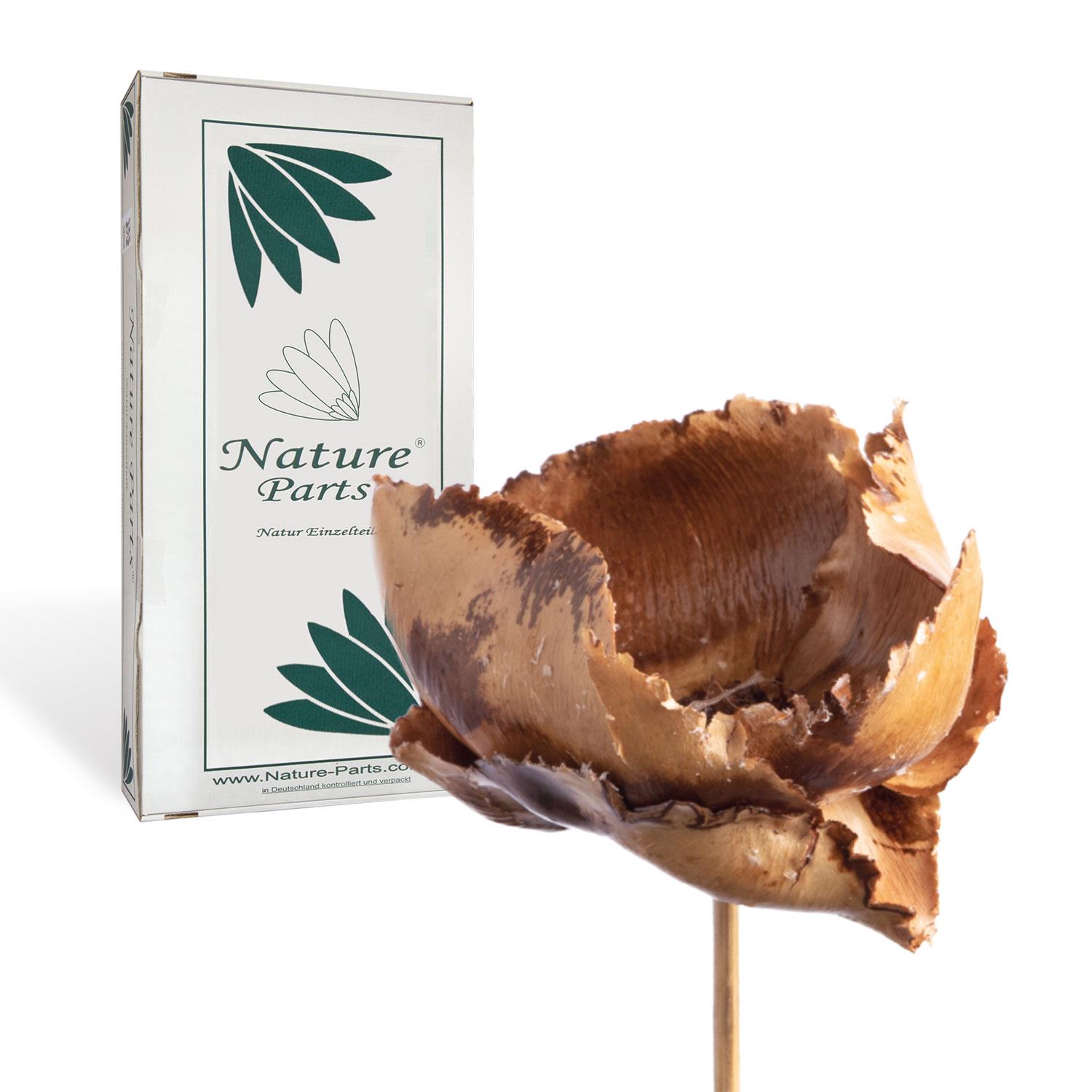 Palm Cup - gewachst - Natur (40 Stück)