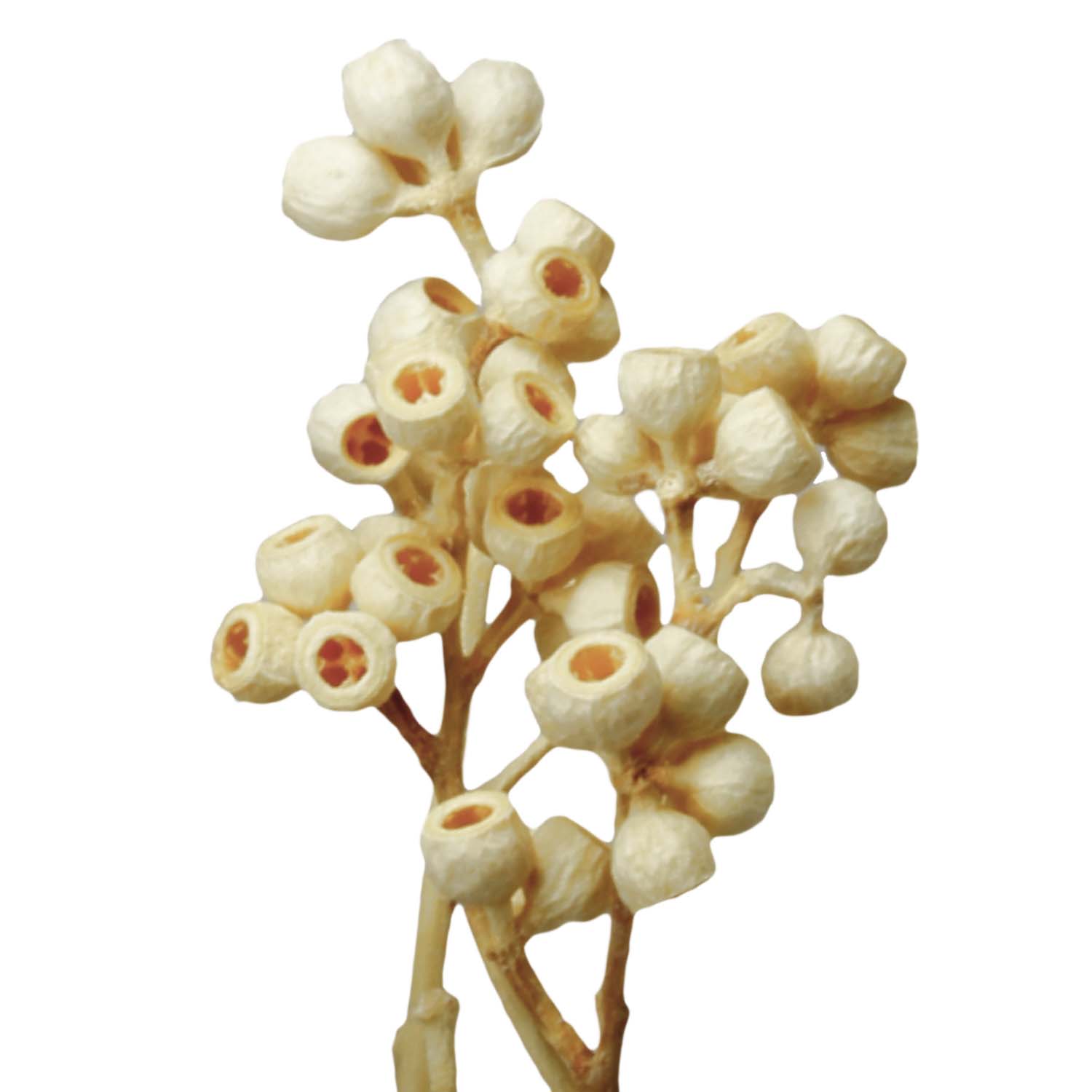Eukalyptus Zweig mit Stiel - Gebleicht    