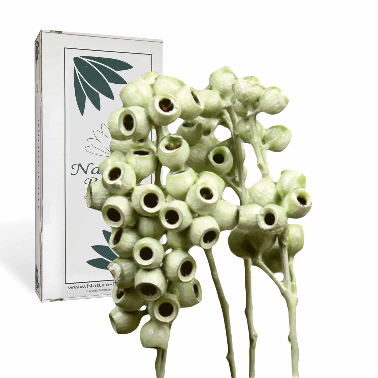 Eukalyptus Zweig - gewachst - Grün Light (50 Stück)