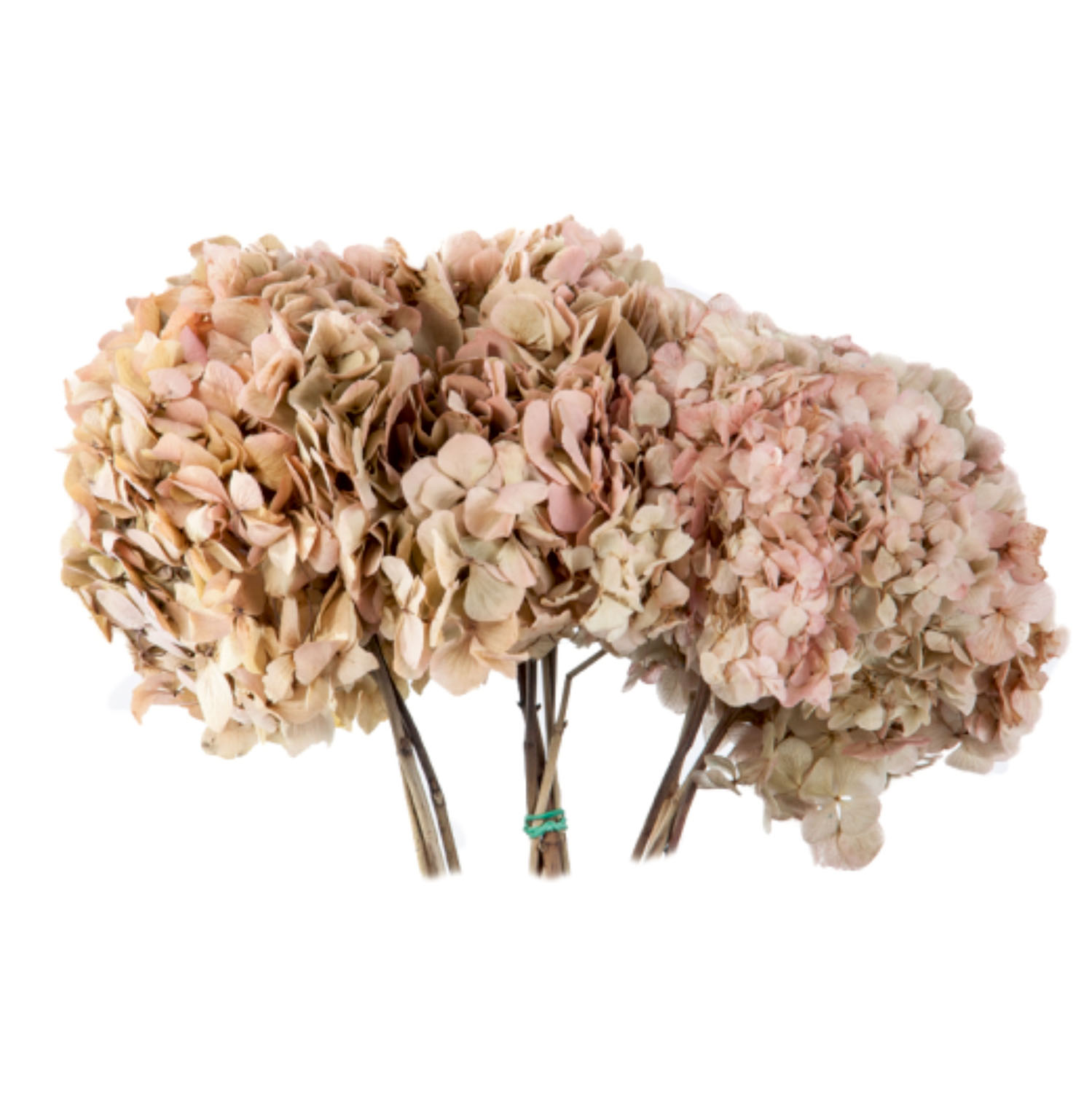 Hortensien Premium - Bicolor - Natural Creme/Pink